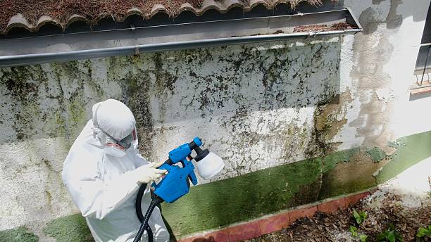 Top rated local Attic Mold Removal specialists in Inwood, FL